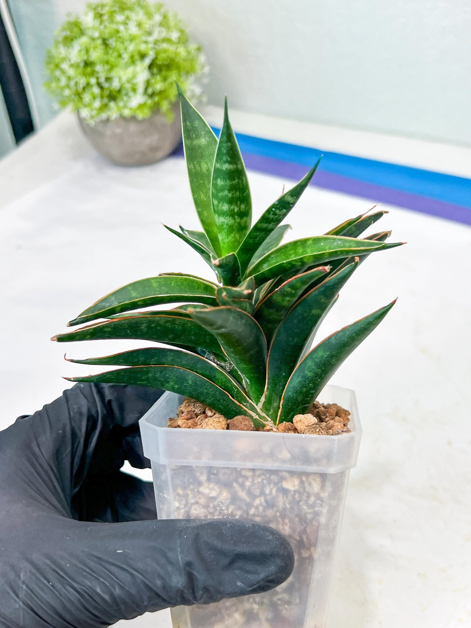 Sansevieria Black Eye (g1) (12) | Imported Plant