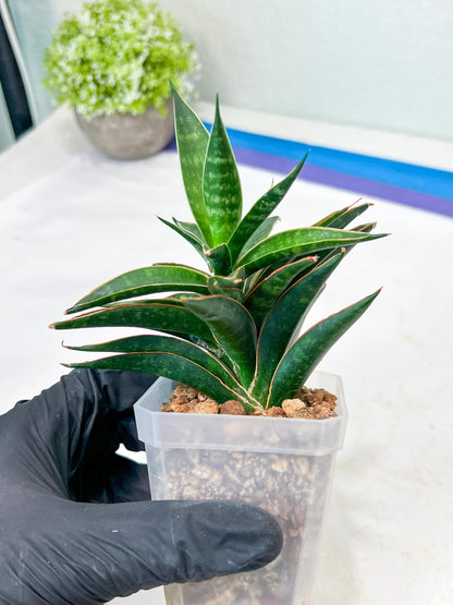 Sansevieria Black Eye (g1) (12) | Imported Plant