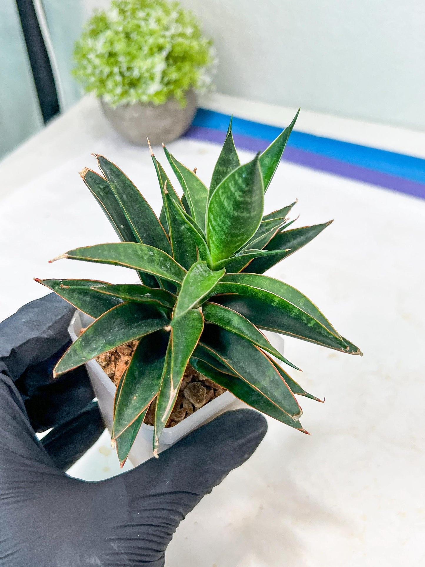 Sansevieria Black Eye (g1) (12) | Imported Plant