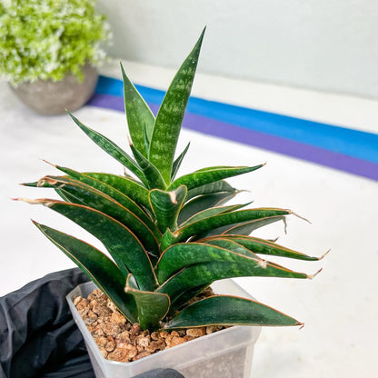 Sansevieria Black Eye (g1) (12) | Imported Plant