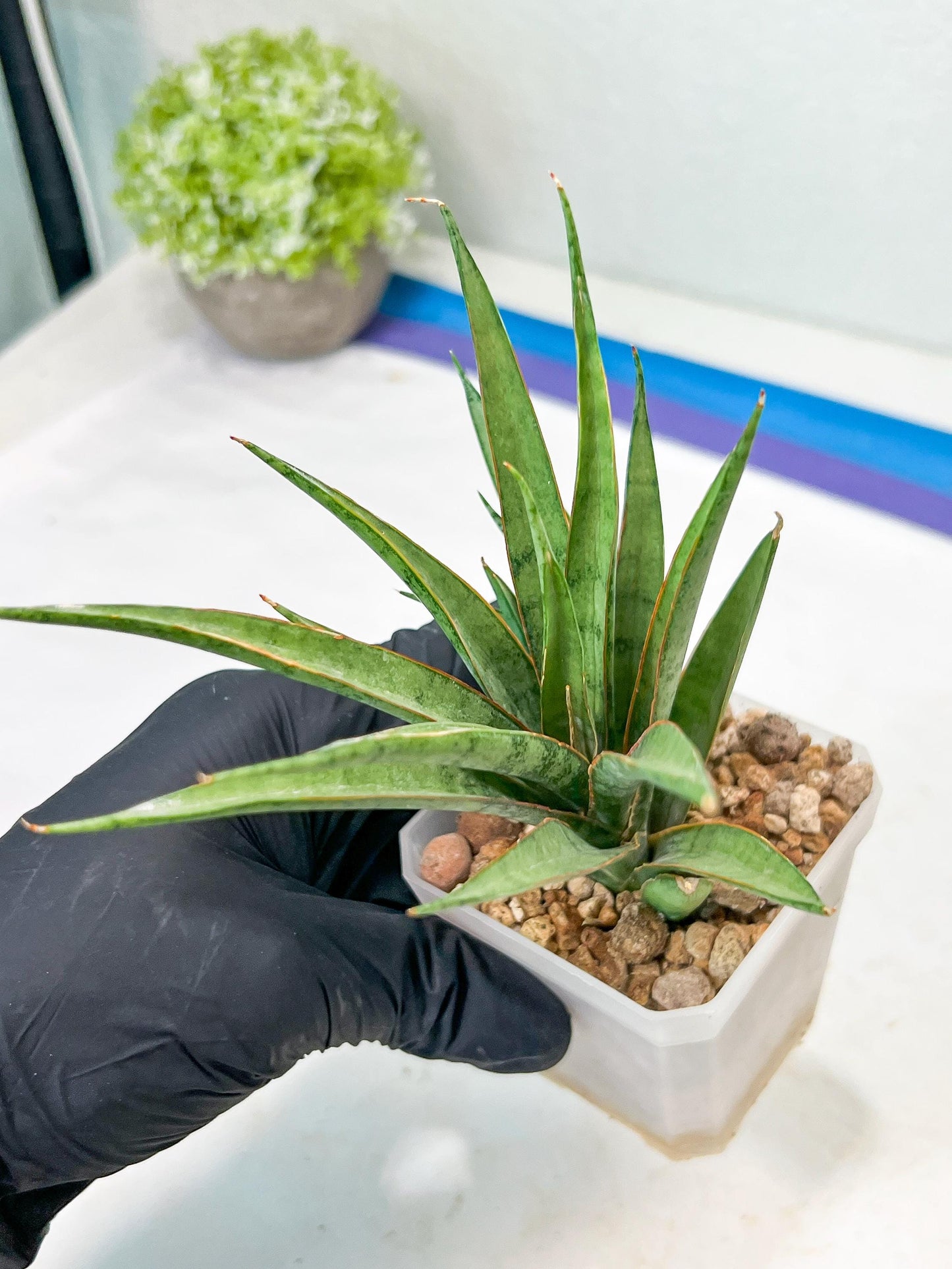 Sansevieria Hara Spaik (g1) (13) | Imported Plant