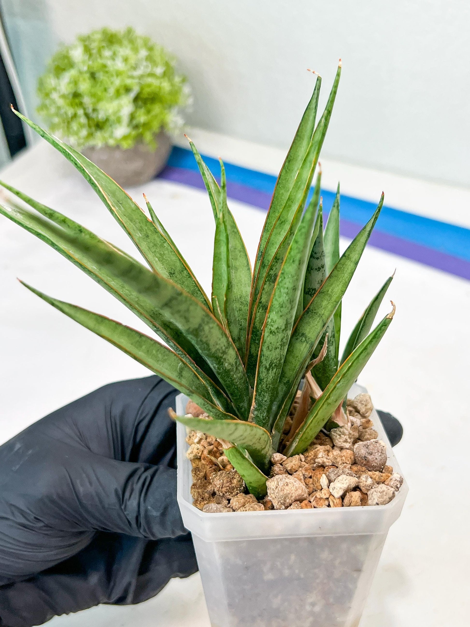 Sansevieria Hara Spaik (g1) (13) | Imported Plant