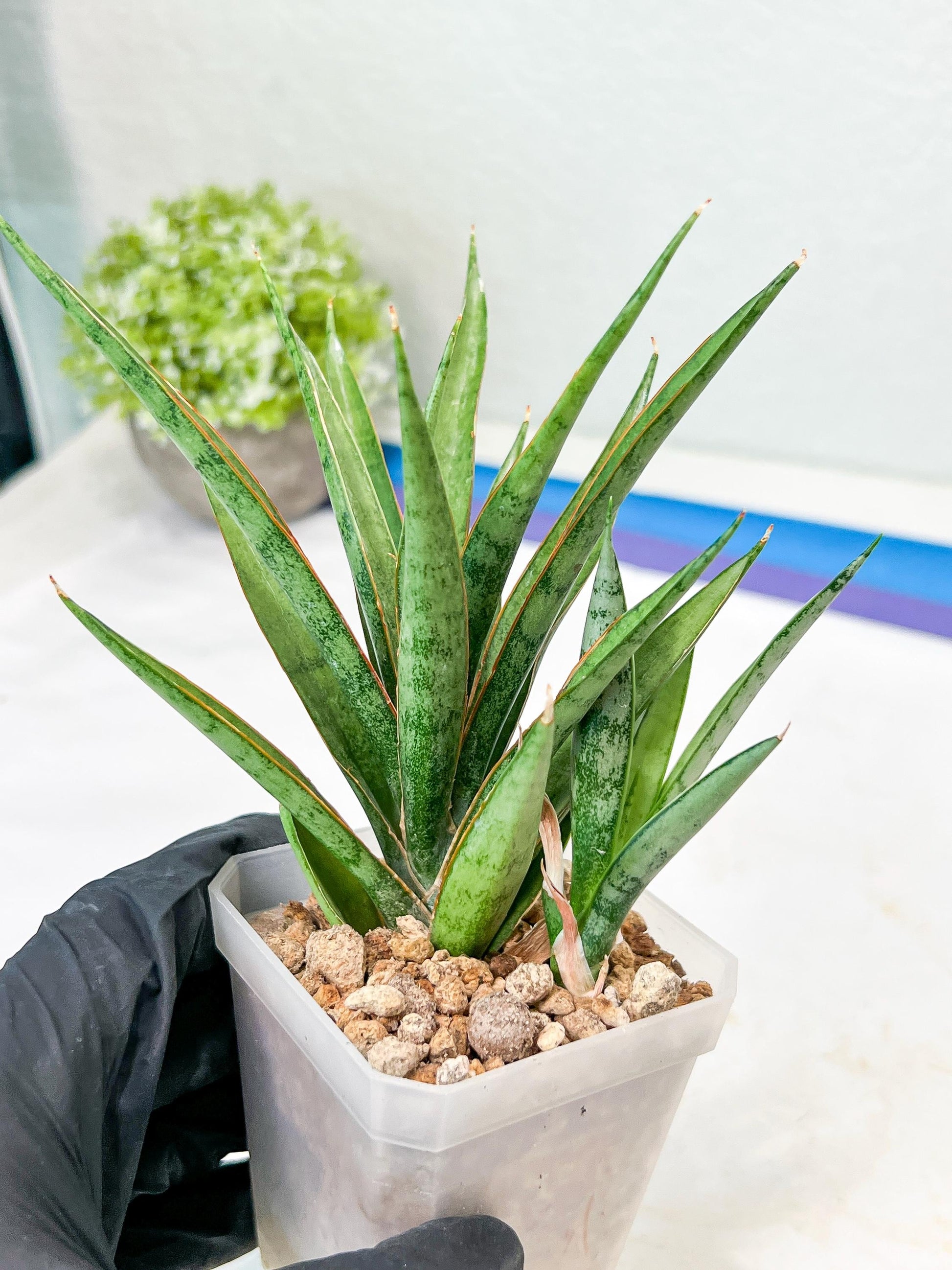Sansevieria Hara Spaik (g1) (13) | Imported Plant