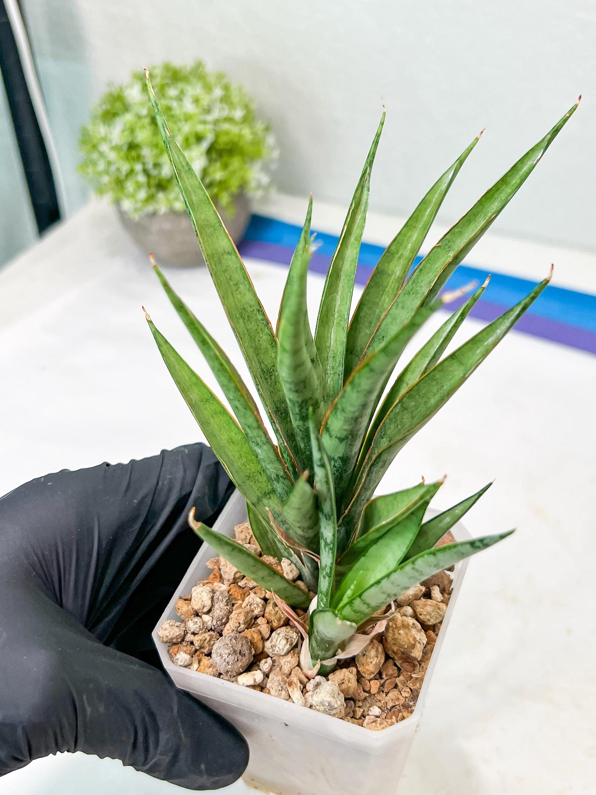 Sansevieria Hara Spaik (g1) (13) | Imported Plant