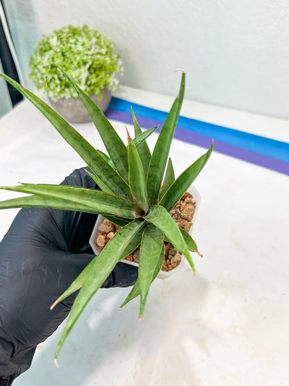 Sansevieria Hara Spaik (g1) (14) | Imported Plant | Broken Leaf