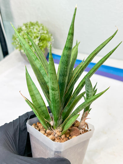 Sansevieria Hara Spaik (g1) (14) | Imported Plant | Broken Leaf