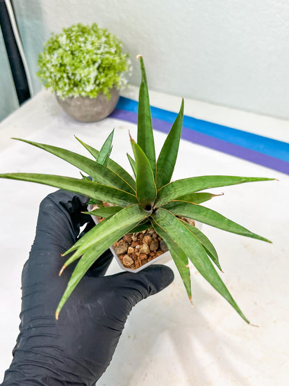 Sansevieria Hara Spaik (g1) (14) | Imported Plant | Broken Leaf