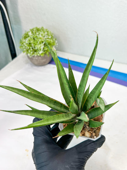 Sansevieria Hara Spaik (g1) (14) | Imported Plant | Broken Leaf