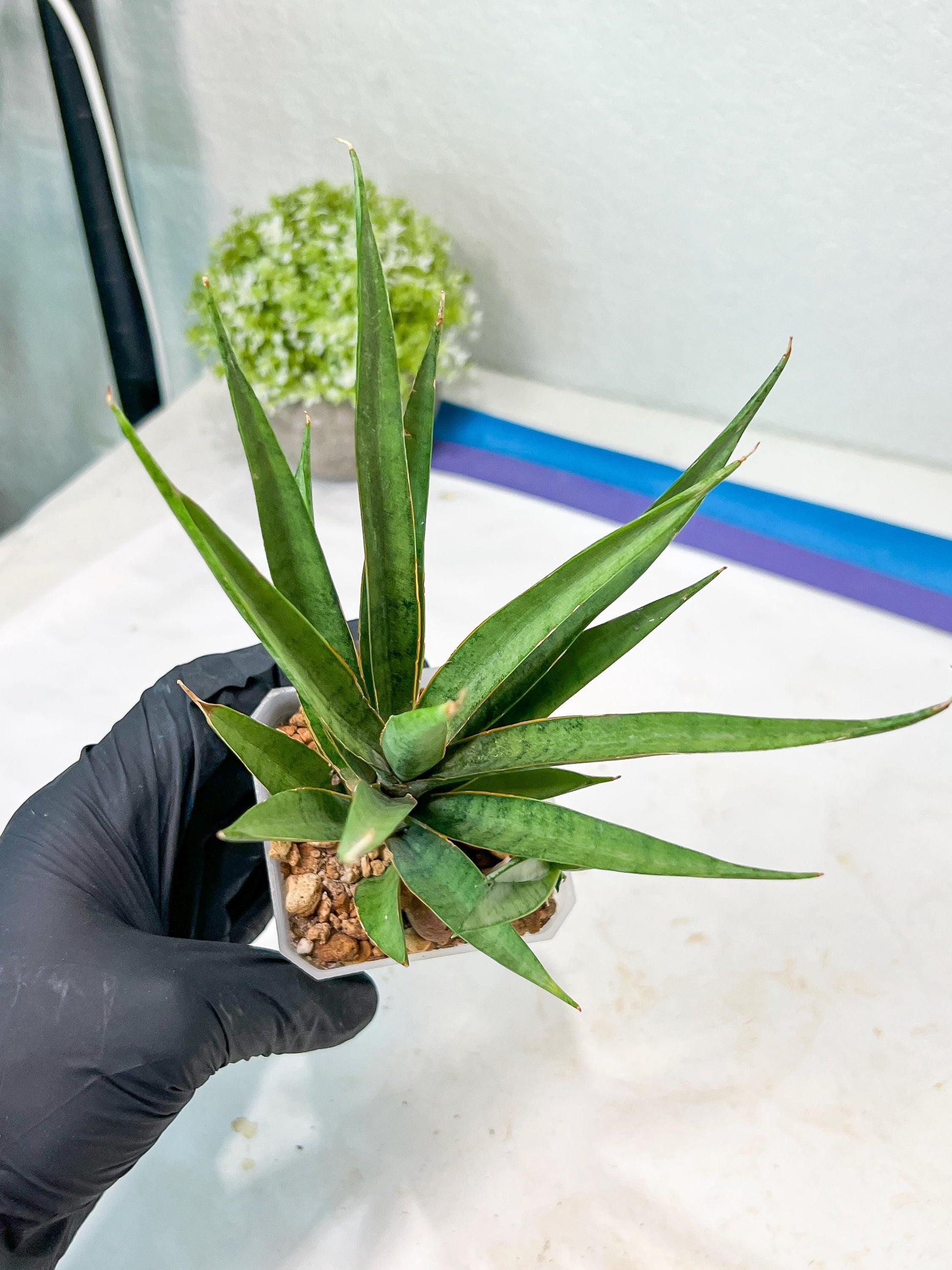 Sansevieria Hara Spaik (g1) (14) | Imported Plant | Broken Leaf