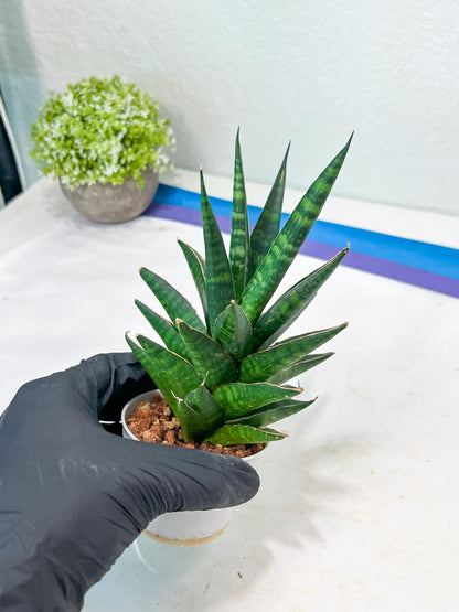 Sansevieria Manny Pacquiao (g1) (15) | Imported Plant