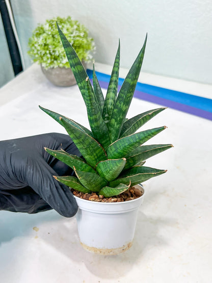Sansevieria Manny Pacquiao (g1) (15) | Imported Plant