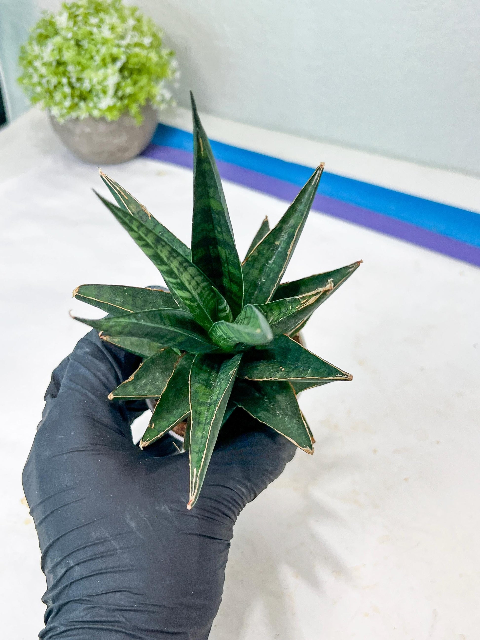 Sansevieria Manny Pacquiao (g1) (15) | Imported Plant