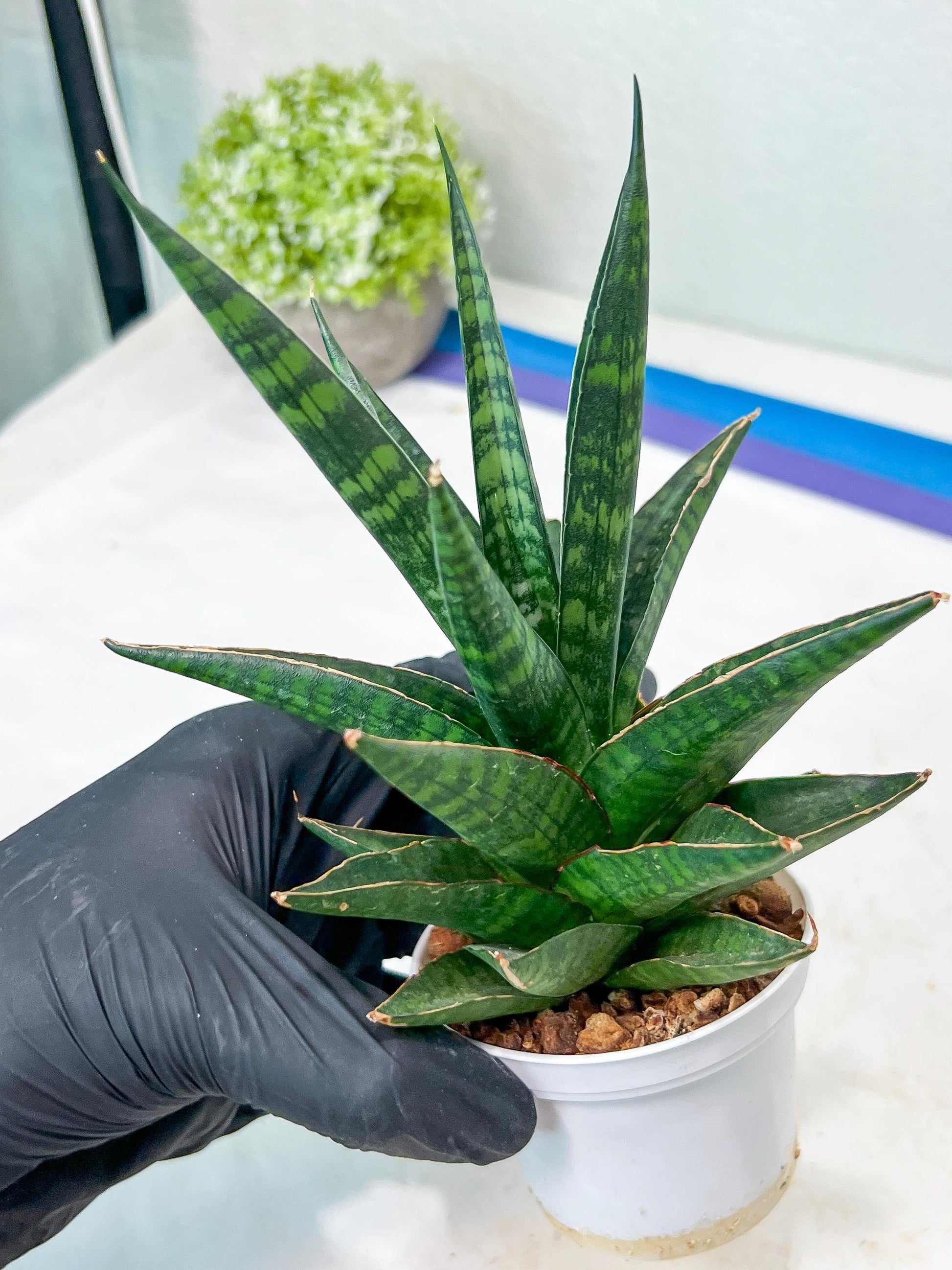 Sansevieria Manny Pacquiao (g1) (15) | Imported Plant