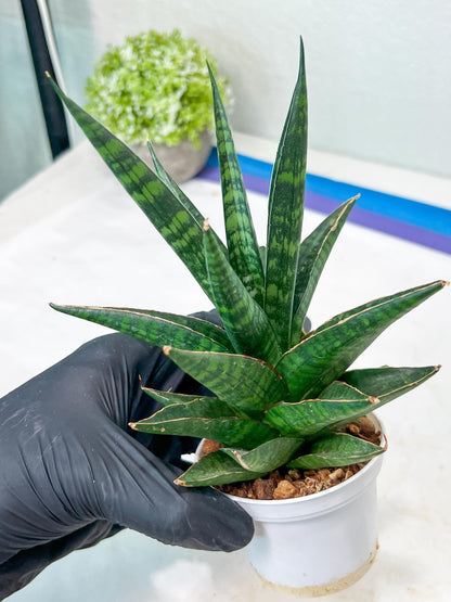 Sansevieria Manny Pacquiao (g1) (15) | Imported Plant