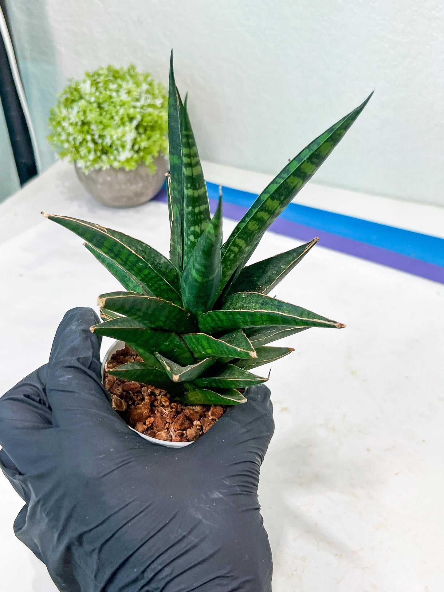 Sansevieria Manny Pacquiao (g1) (15) | Imported Plant