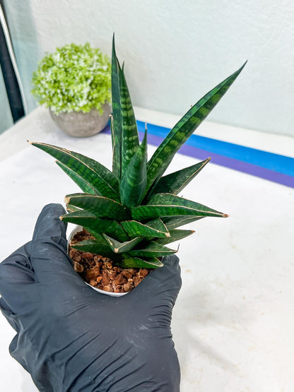 Sansevieria Manny Pacquiao (g1) (15) | Imported Plant