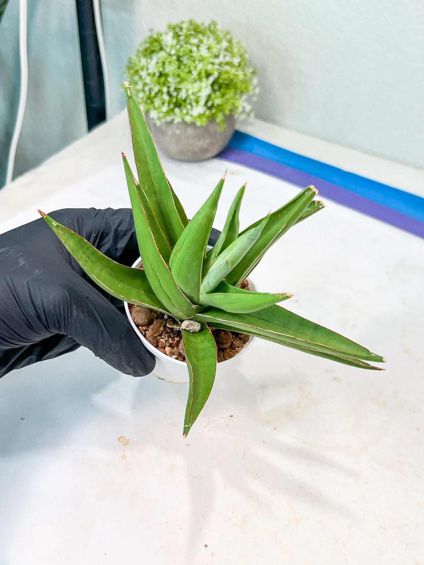 Sansevieria Bai Bid (#RA20) | Rare Hybrid Species