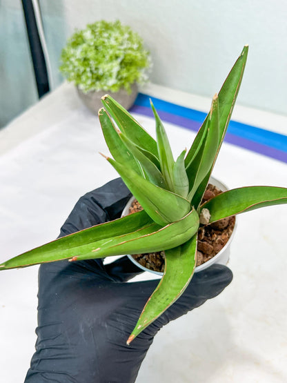 Sansevieria Bai Bid (#RA20) | Rare Hybrid Species
