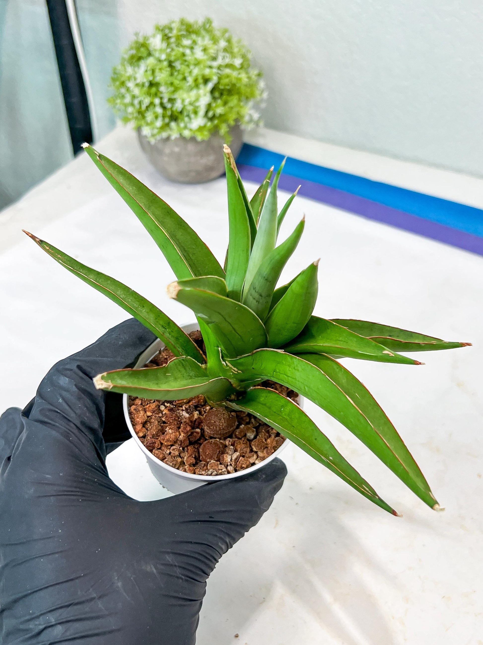 Sansevieria Bai Bid (#RA20) | Rare Hybrid Species