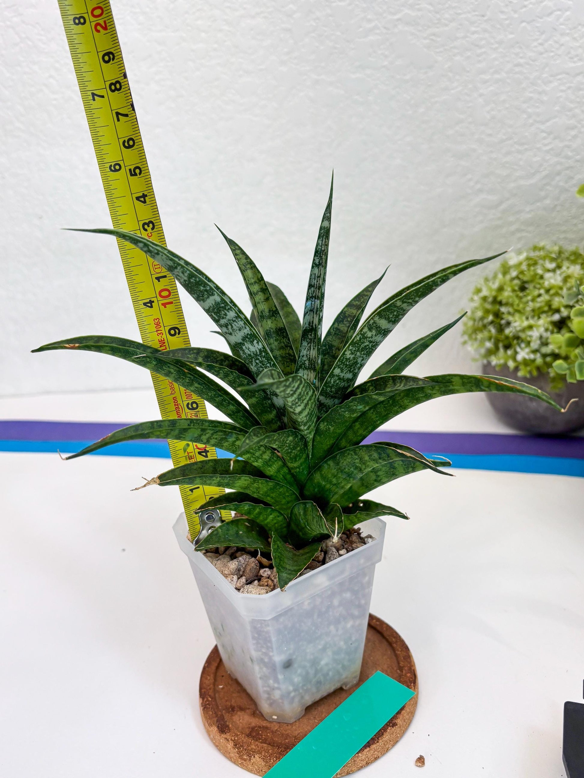 Sansevieria Crocodile Rock (#H1) | Imported Plants