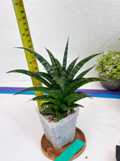 Sansevieria Crocodile Rock (#H1) | Imported Plants