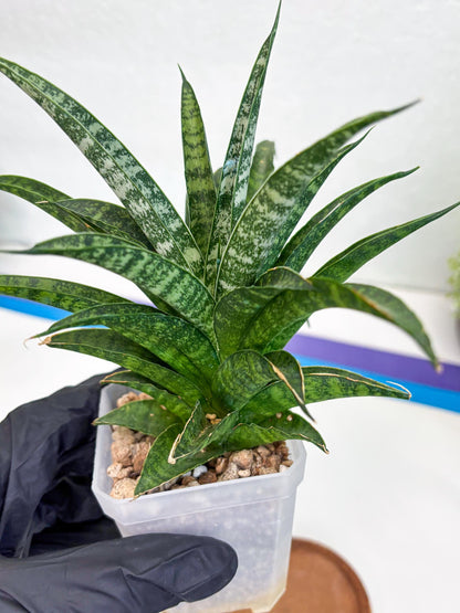 Sansevieria Crocodile Rock (#H1) | Imported Plants