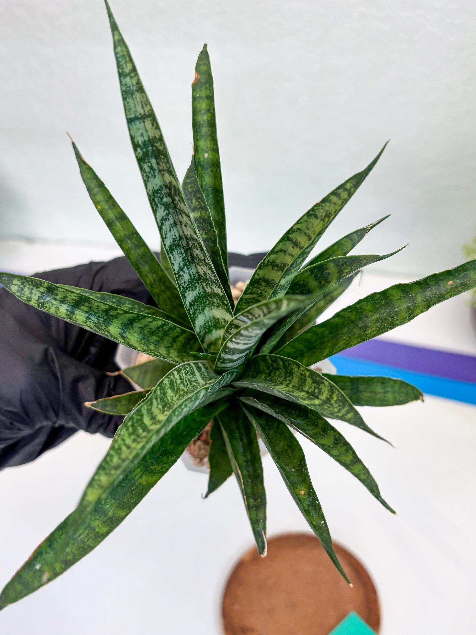 Sansevieria Crocodile Rock (#H1) | Imported Plants