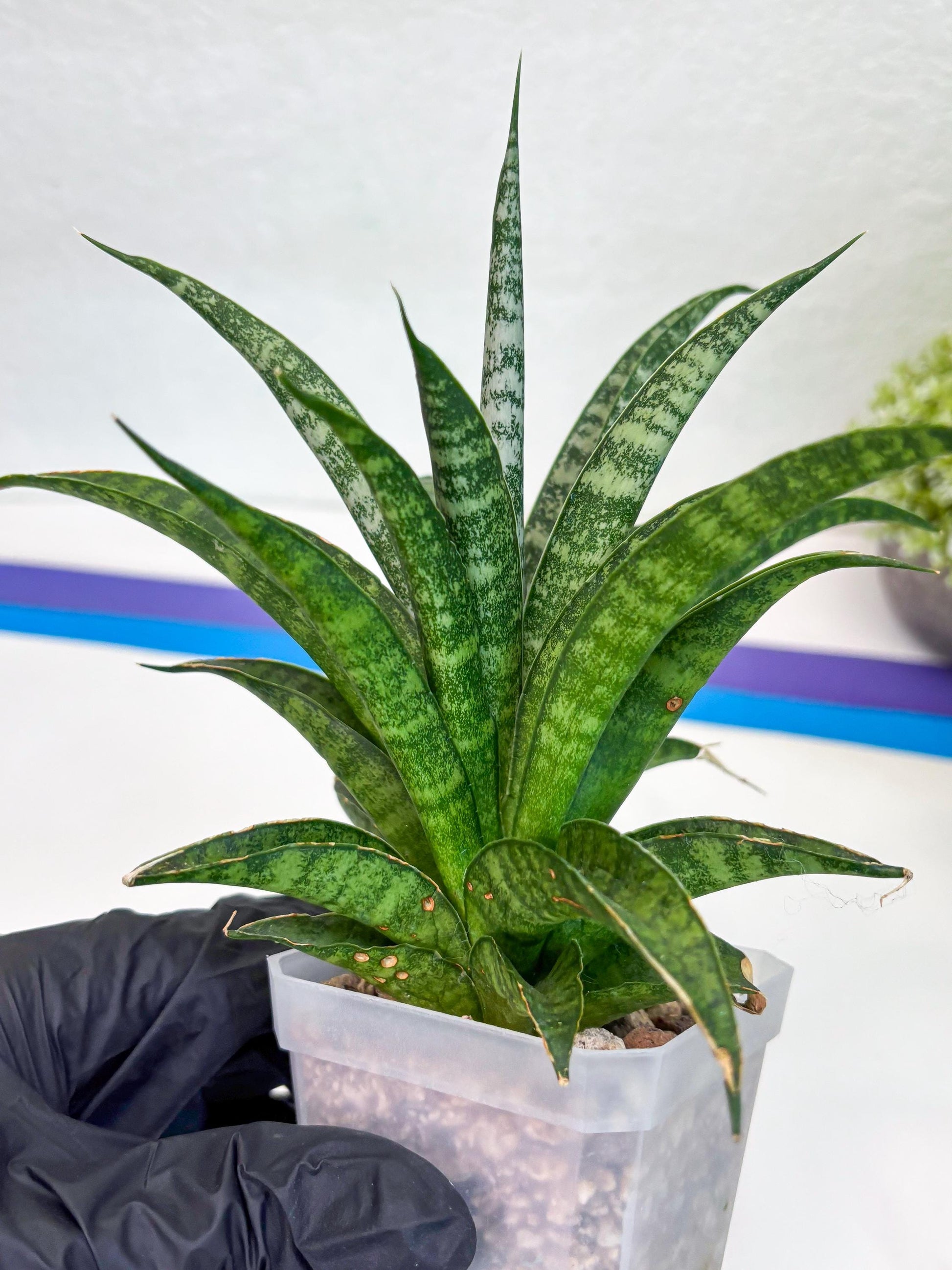 Sansevieria Crocodile Rock (#H1) | Imported Plants