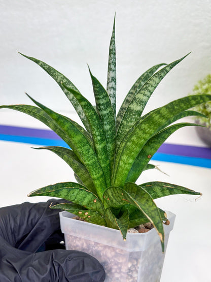 Sansevieria Crocodile Rock (#H1) | Imported Plants