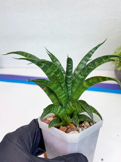 Sansevieria Crocodile Rock (#Ha1) (R) | Imported Plants