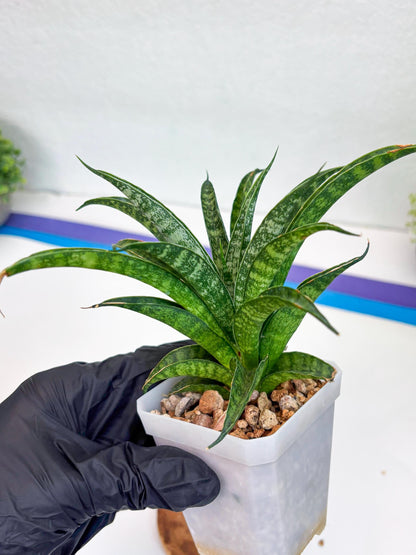Sansevieria Crocodile Rock (#Ha1) (R) | Imported Plants