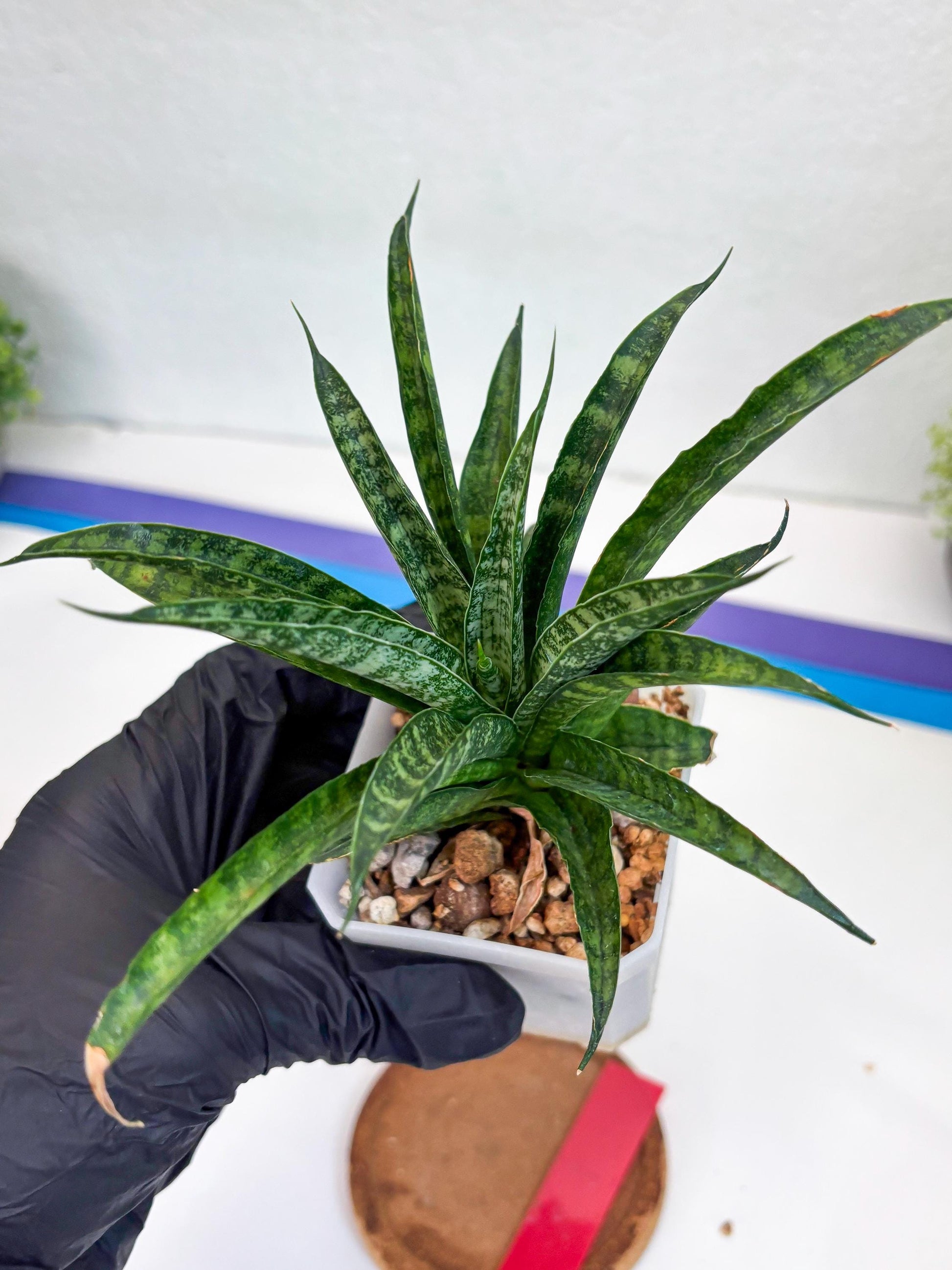 Sansevieria Crocodile Rock (#Ha1) (R) | Imported Plants