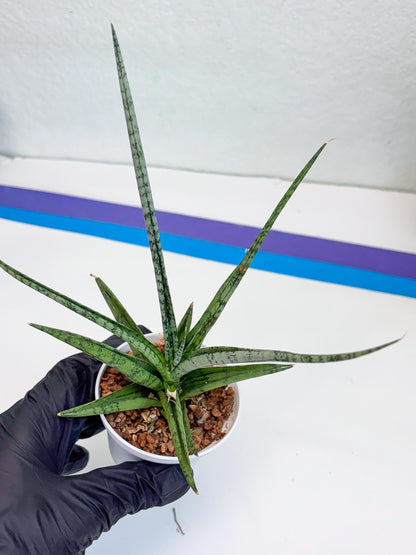 Sansevieria Hybrid Kasih (#H2) | Snake Plant | Rare Imported Plants