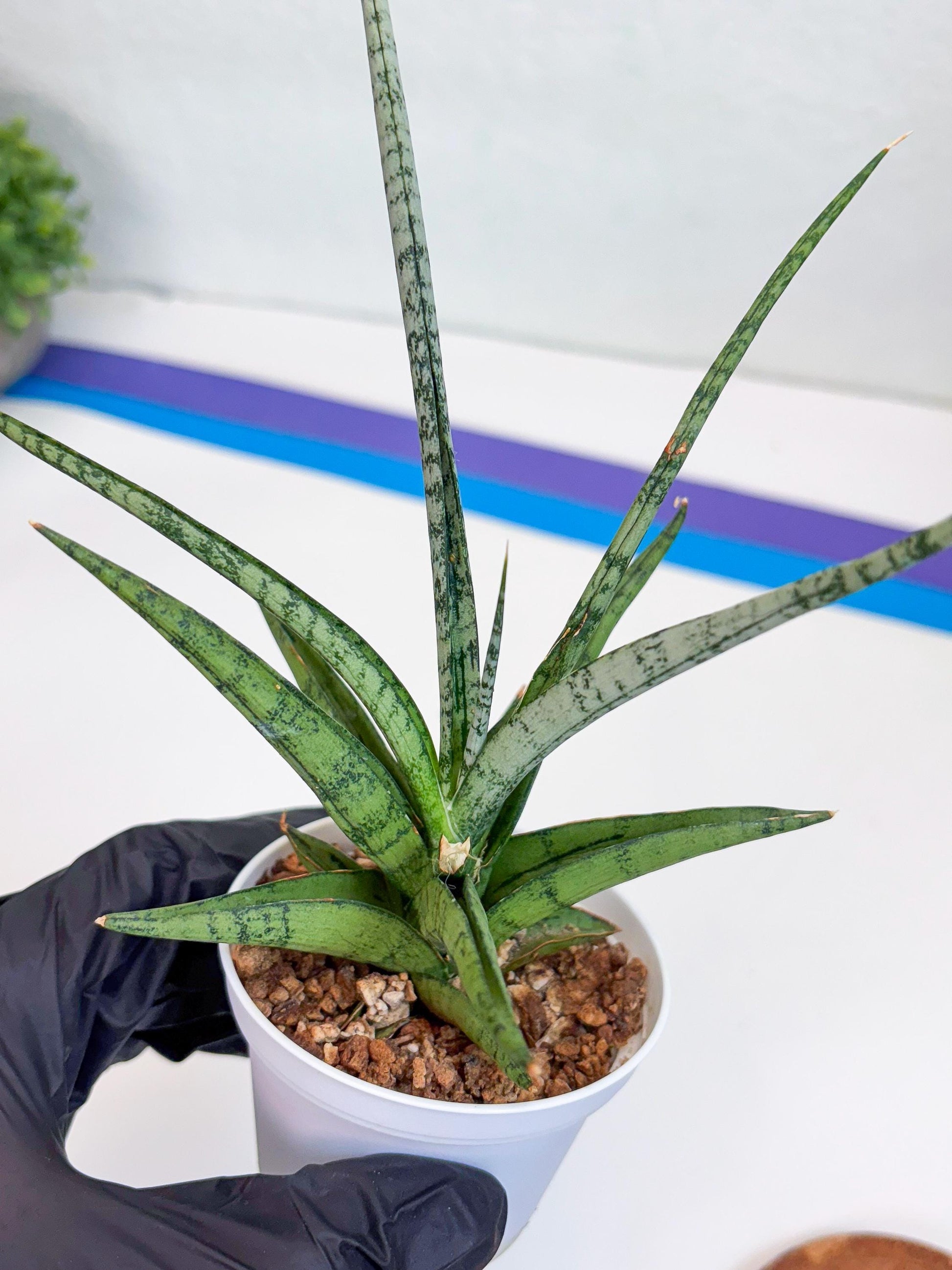 Sansevieria Hybrid Kasih (#H2) | Snake Plant | Rare Imported Plants