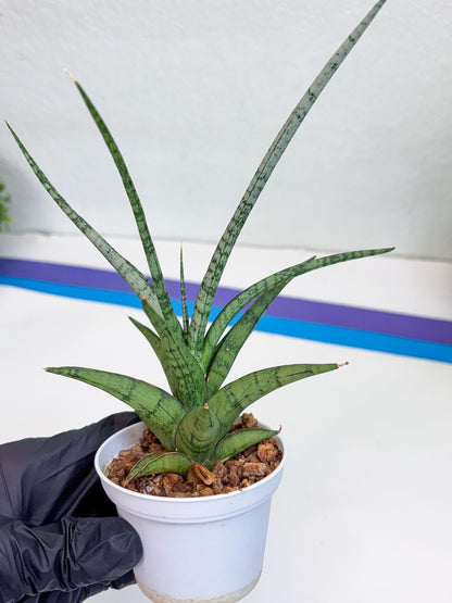 Sansevieria Hybrid Kasih (#H2) | Snake Plant | Rare Imported Plants