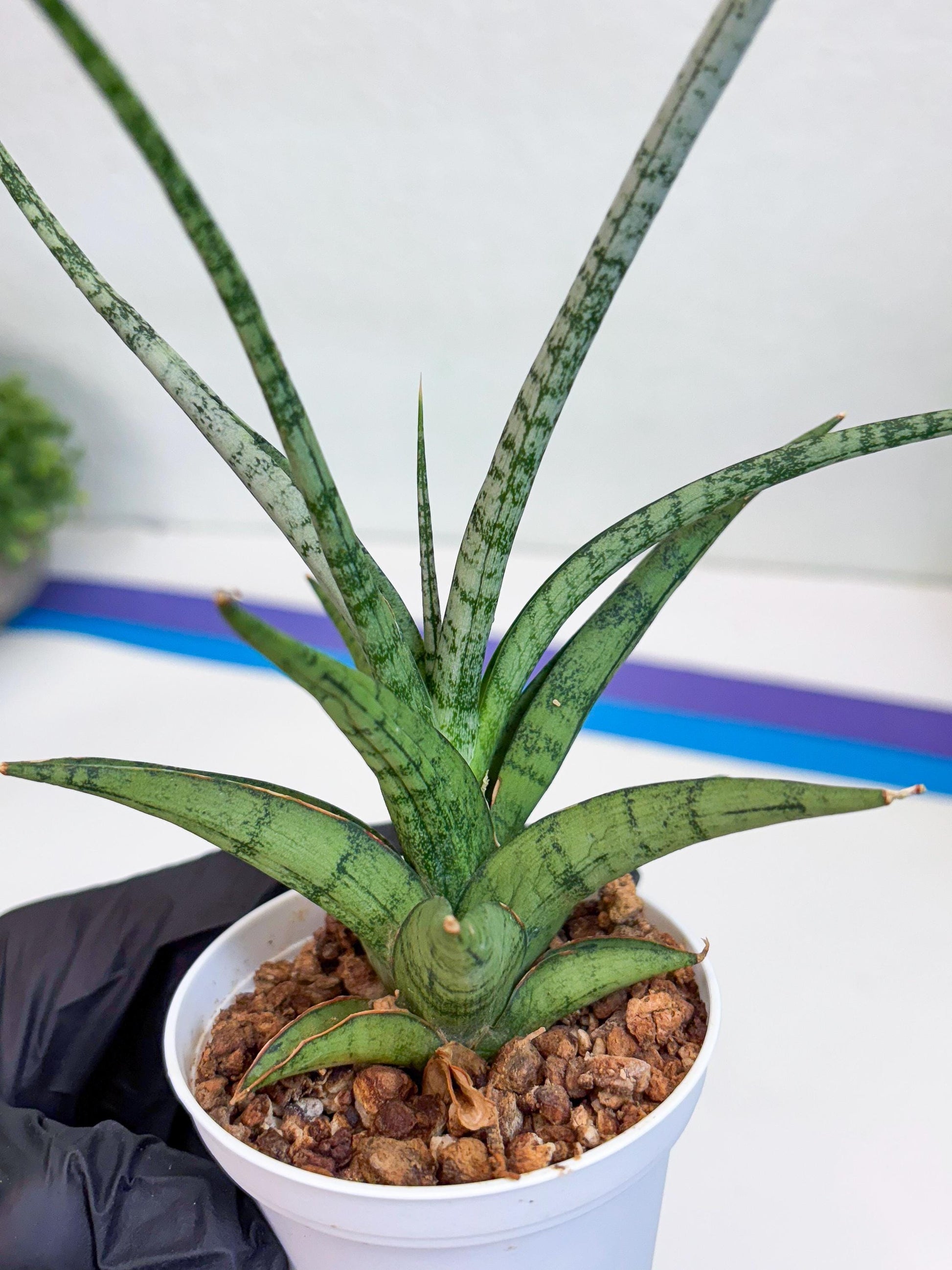 Sansevieria Hybrid Kasih (#H2) | Snake Plant | Rare Imported Plants