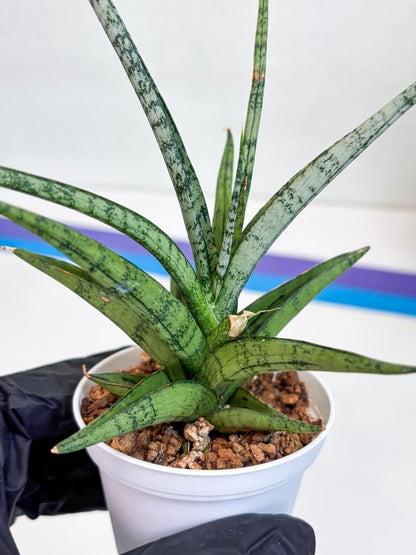 Sansevieria Hybrid Kasih (#H2) | Snake Plant | Rare Imported Plants