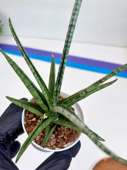 Sansevieria Hybrid Kasih (#H2) | Snake Plant | Rare Imported Plants