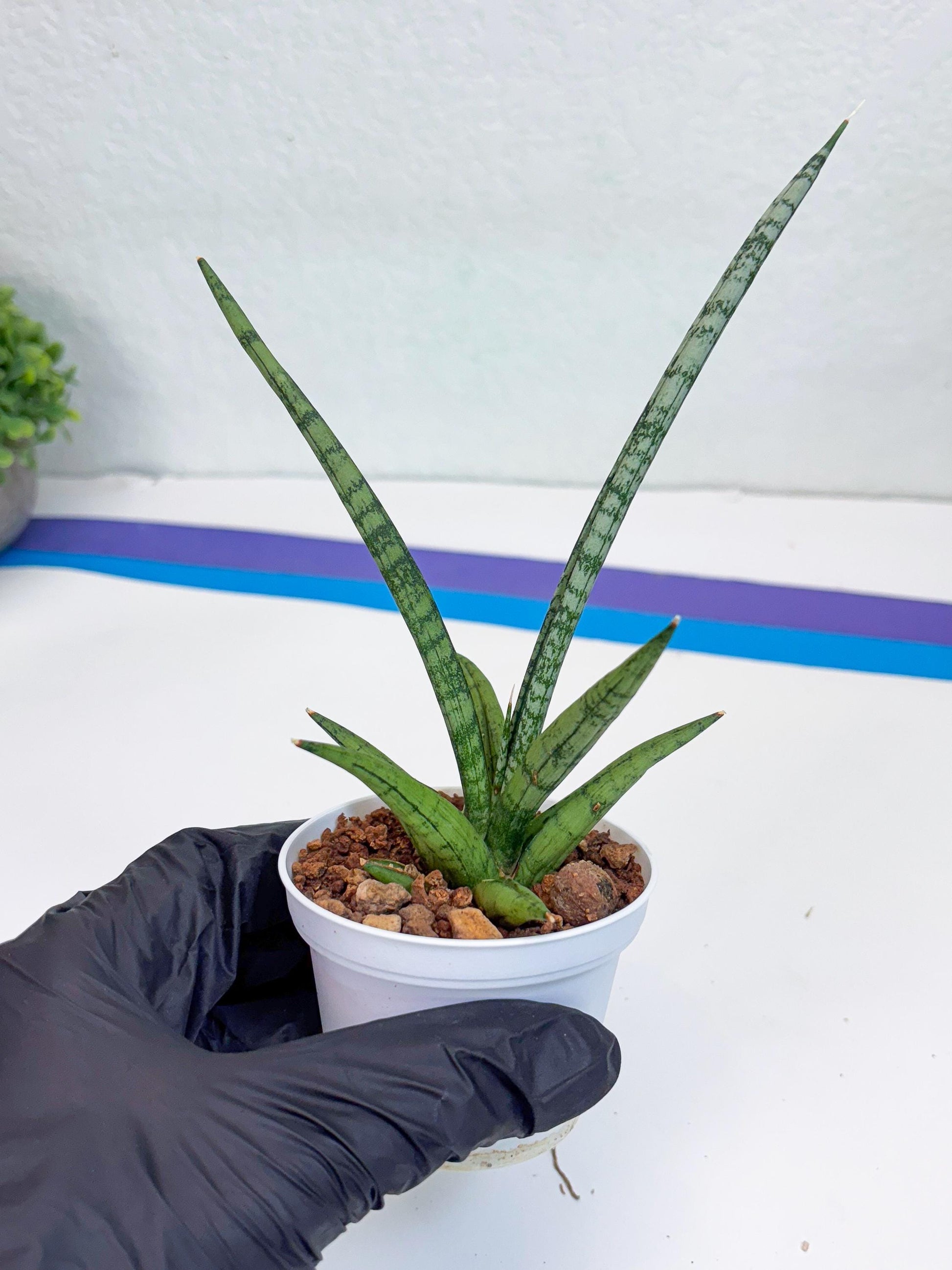 Sansevieria Kasih (Ha2) (B) | Snake Plant