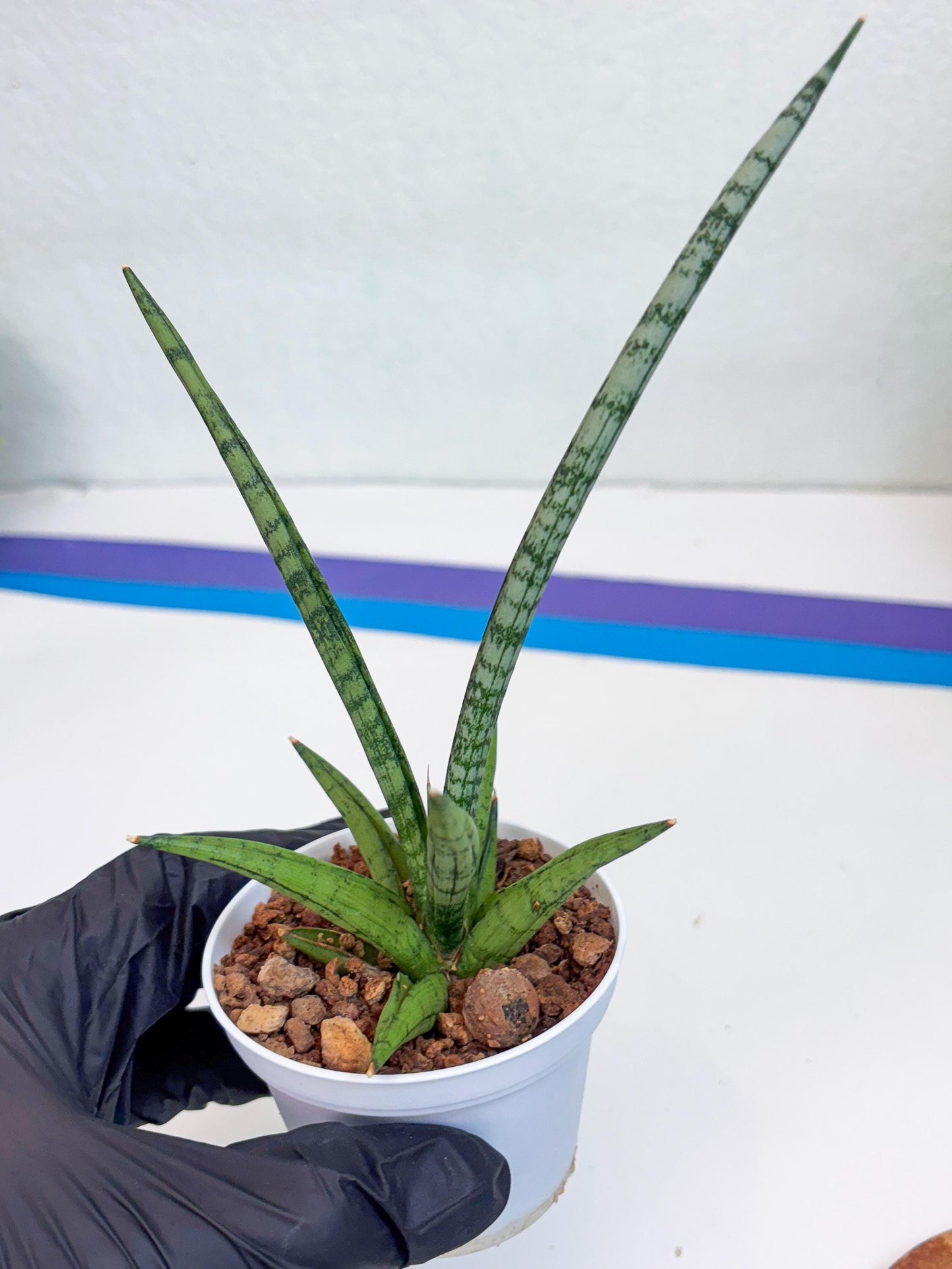 Sansevieria Kasih (Ha2) (B) | Snake Plant