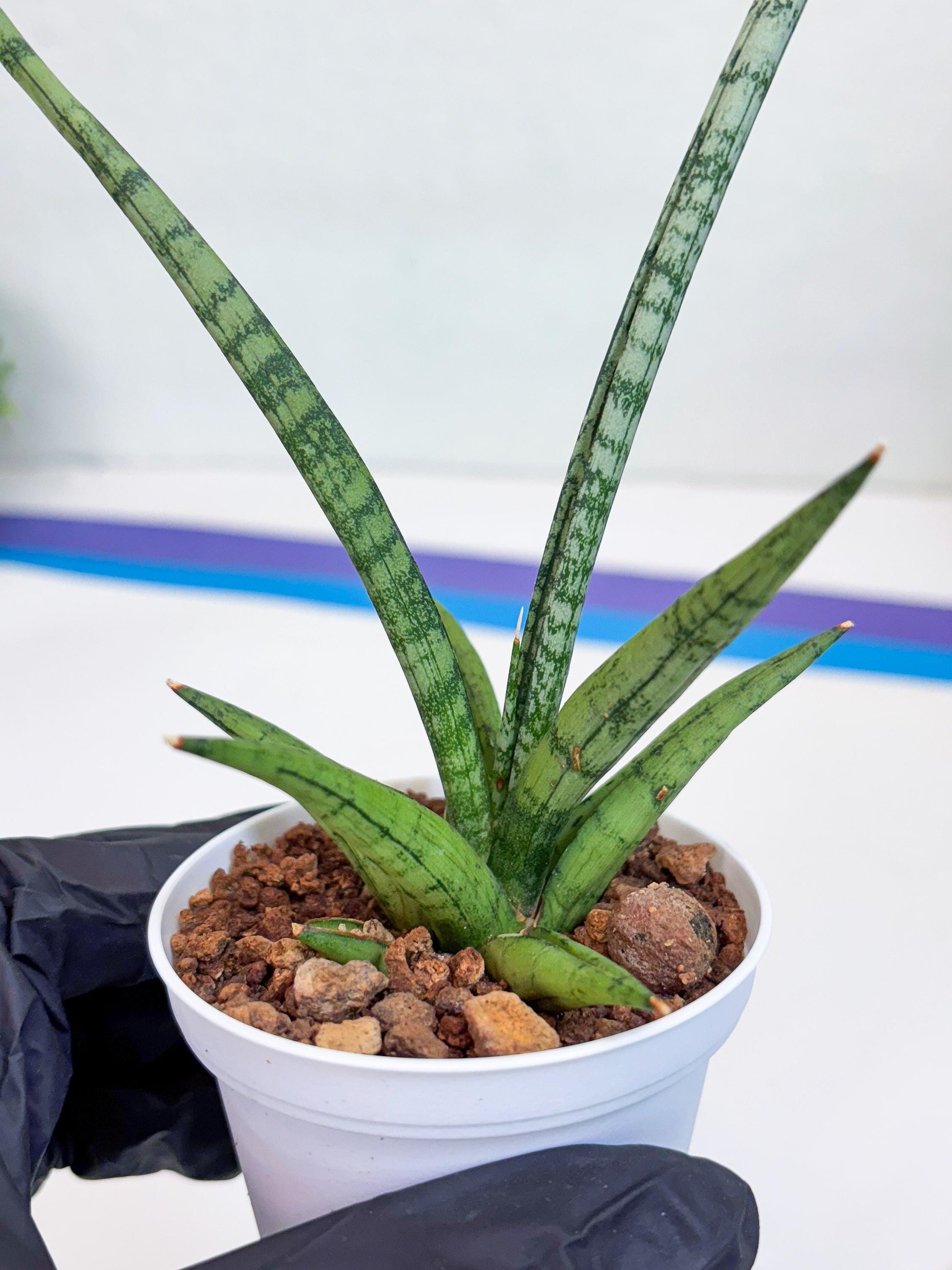 Sansevieria Kasih (Ha2) (B) | Snake Plant