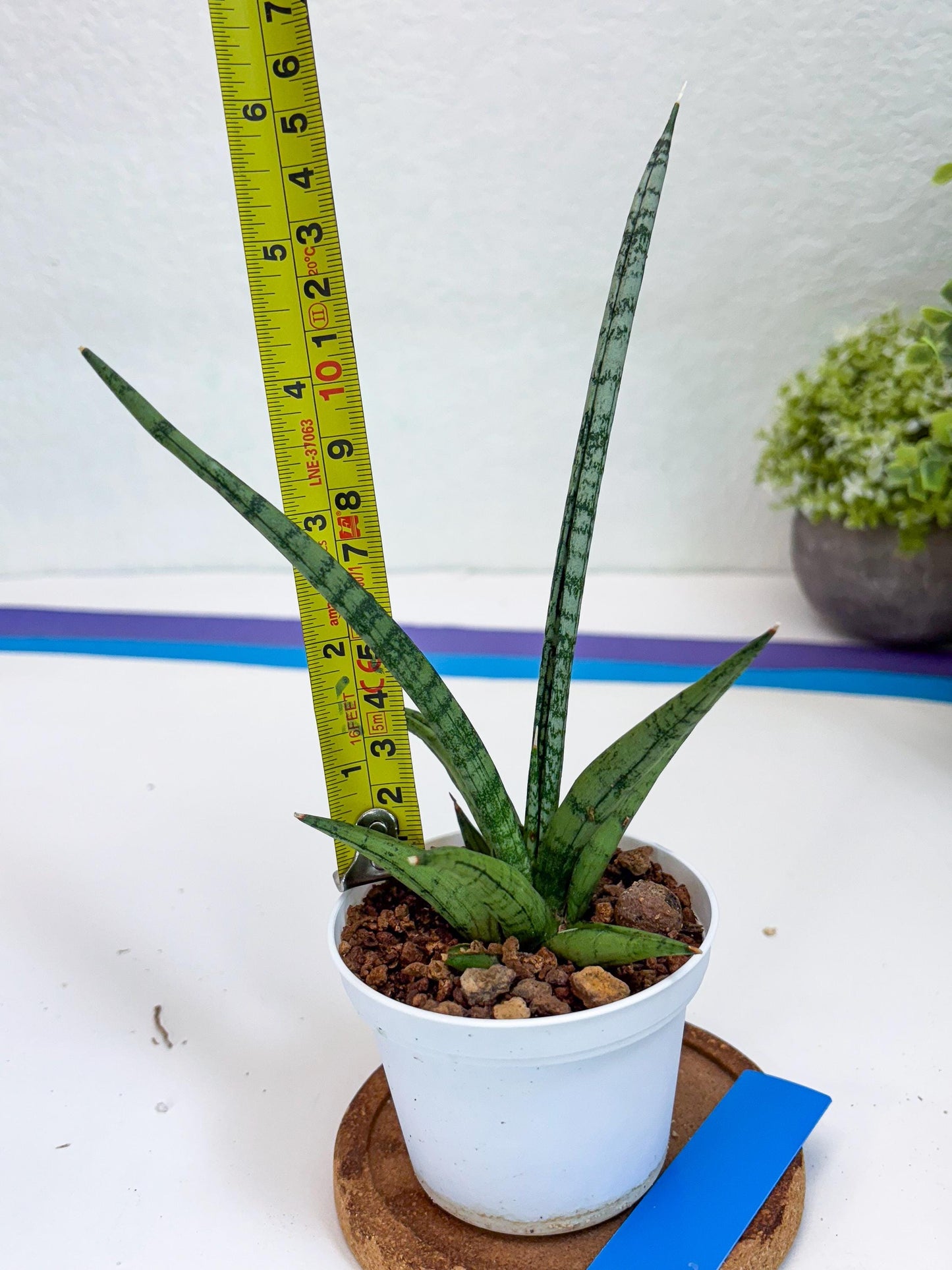 Sansevieria Kasih (Ha2) (B) | Snake Plant