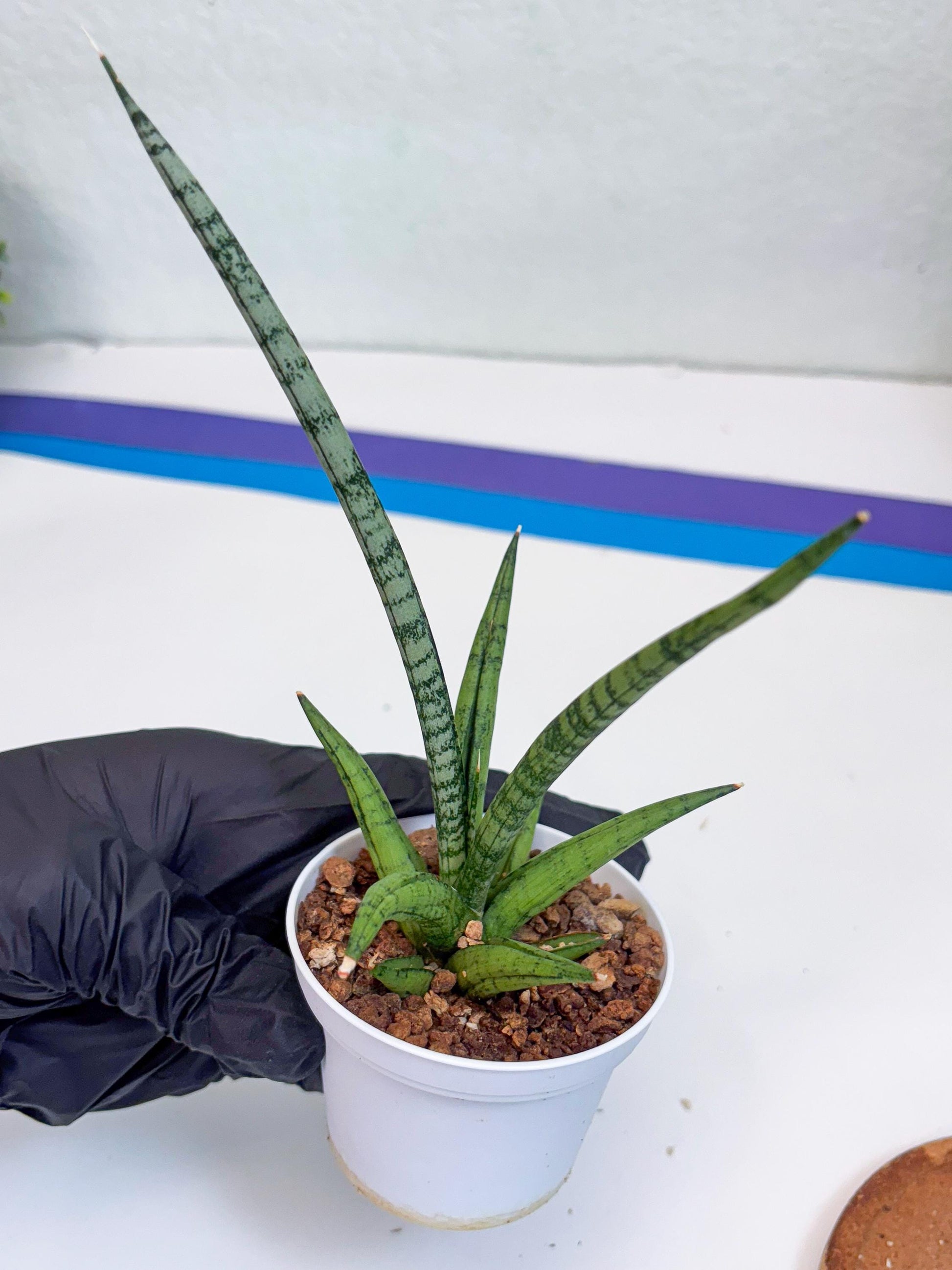 Sansevieria Kasih (Ha2) (B) | Snake Plant