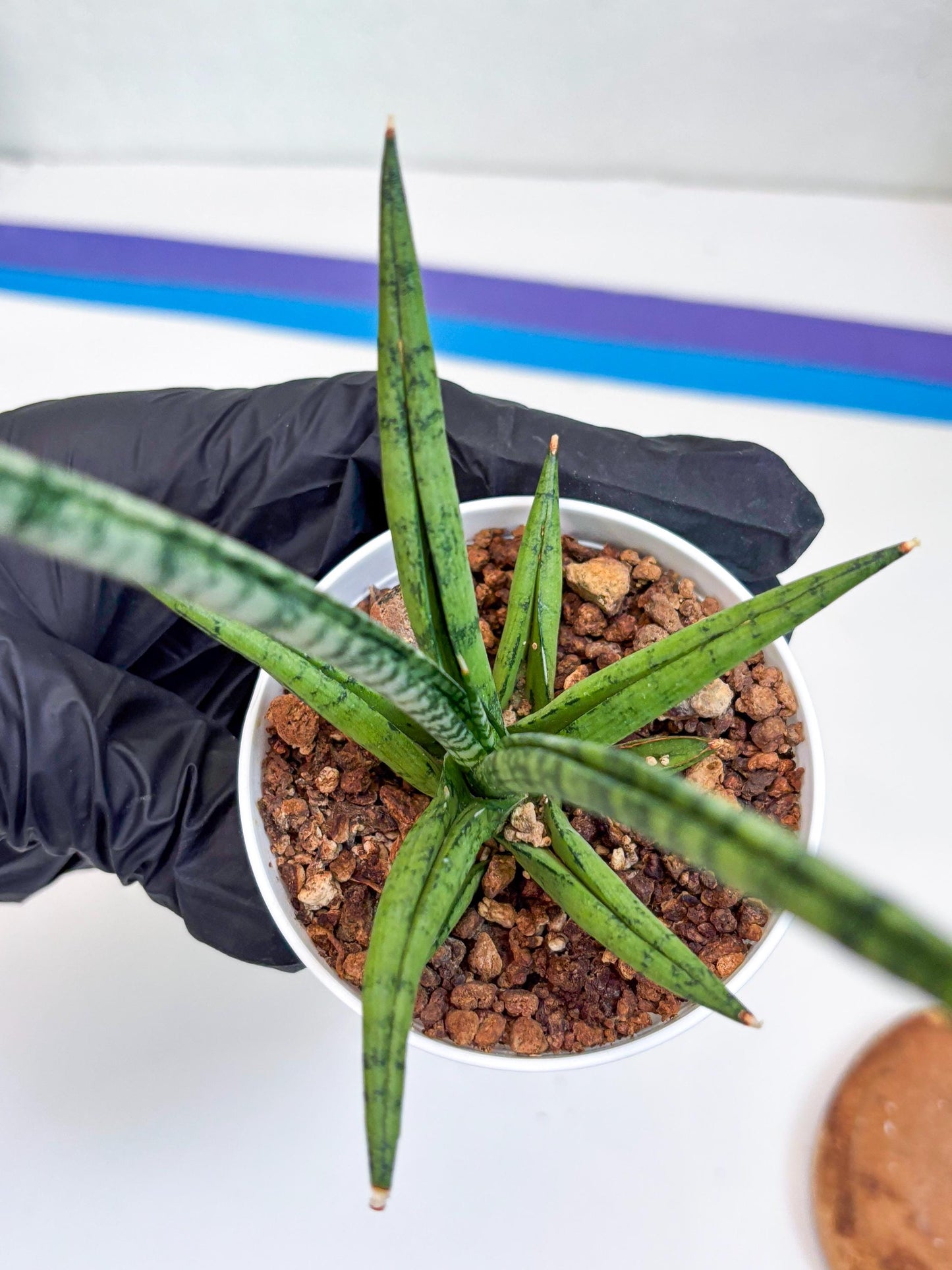 Sansevieria Kasih (Ha2) (B) | Snake Plant