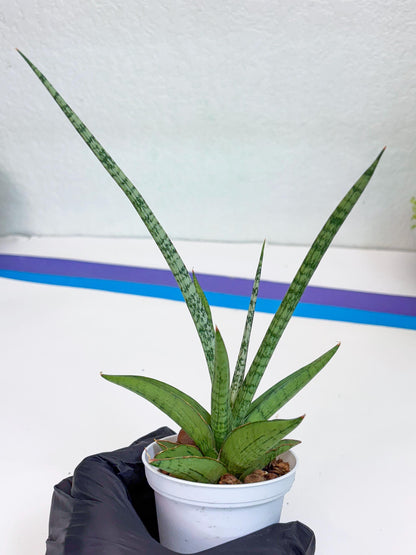 Sansevieria Kasih (Ha2) (P) | Snake Plant