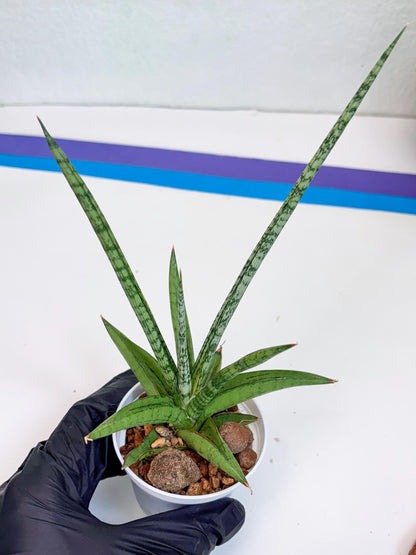 Sansevieria Kasih (Ha2) (P) | Snake Plant