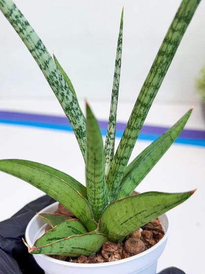 Sansevieria Kasih (Ha2) (P) | Snake Plant