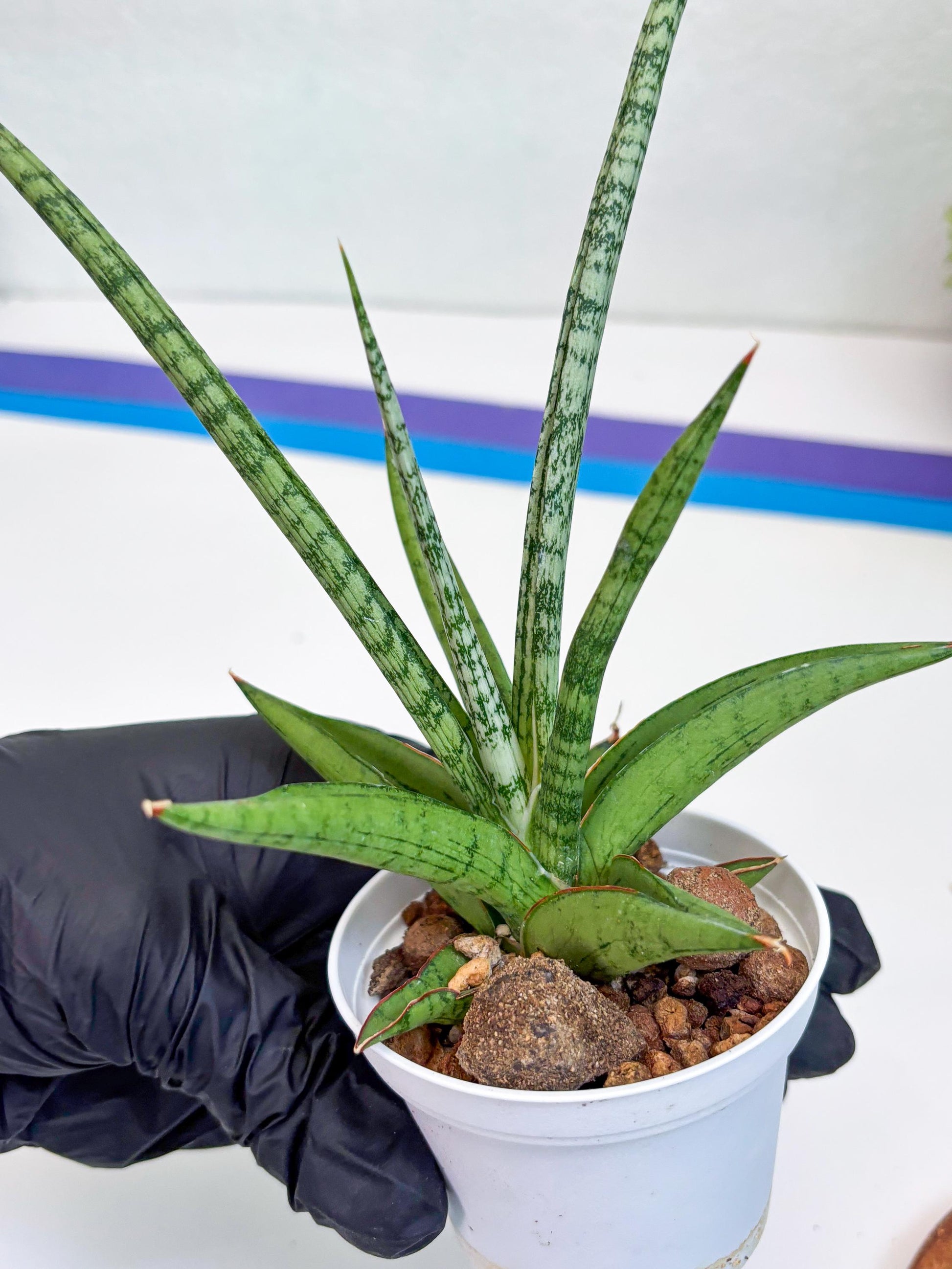 Sansevieria Kasih (Ha2) (P) | Snake Plant