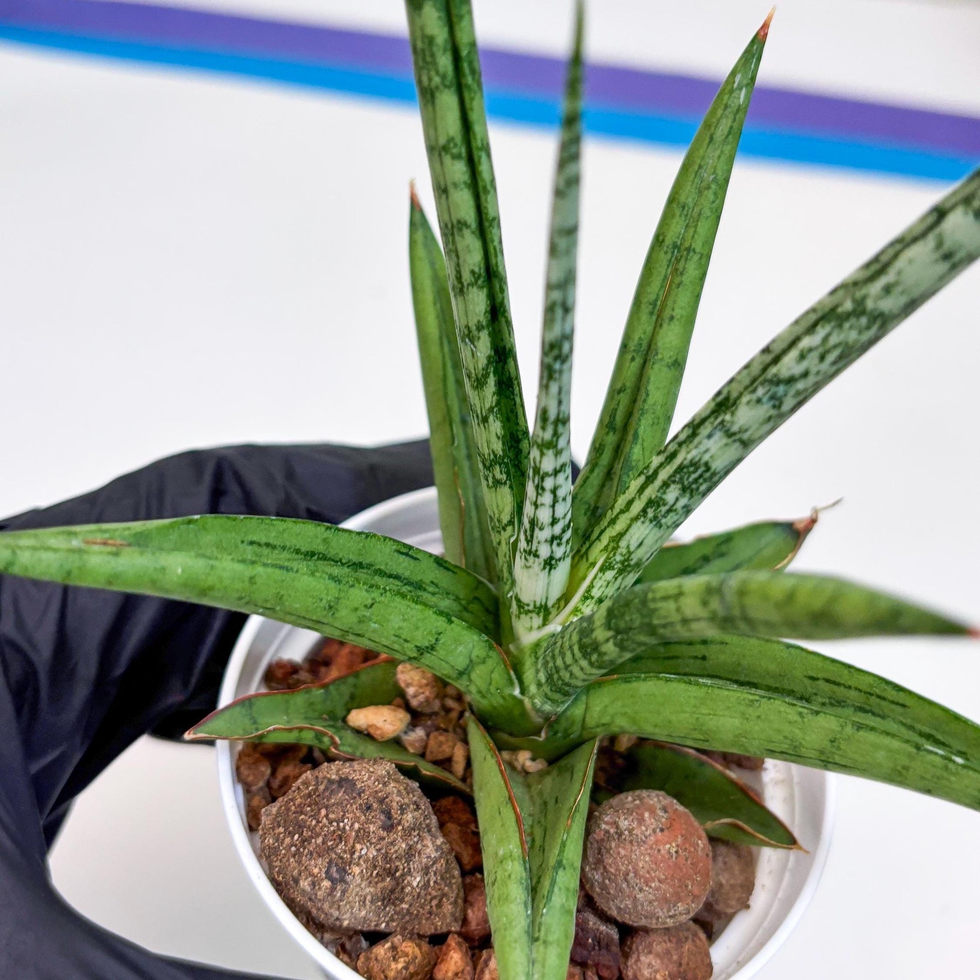 Sansevieria Kasih (Ha2) (P) | Snake Plant