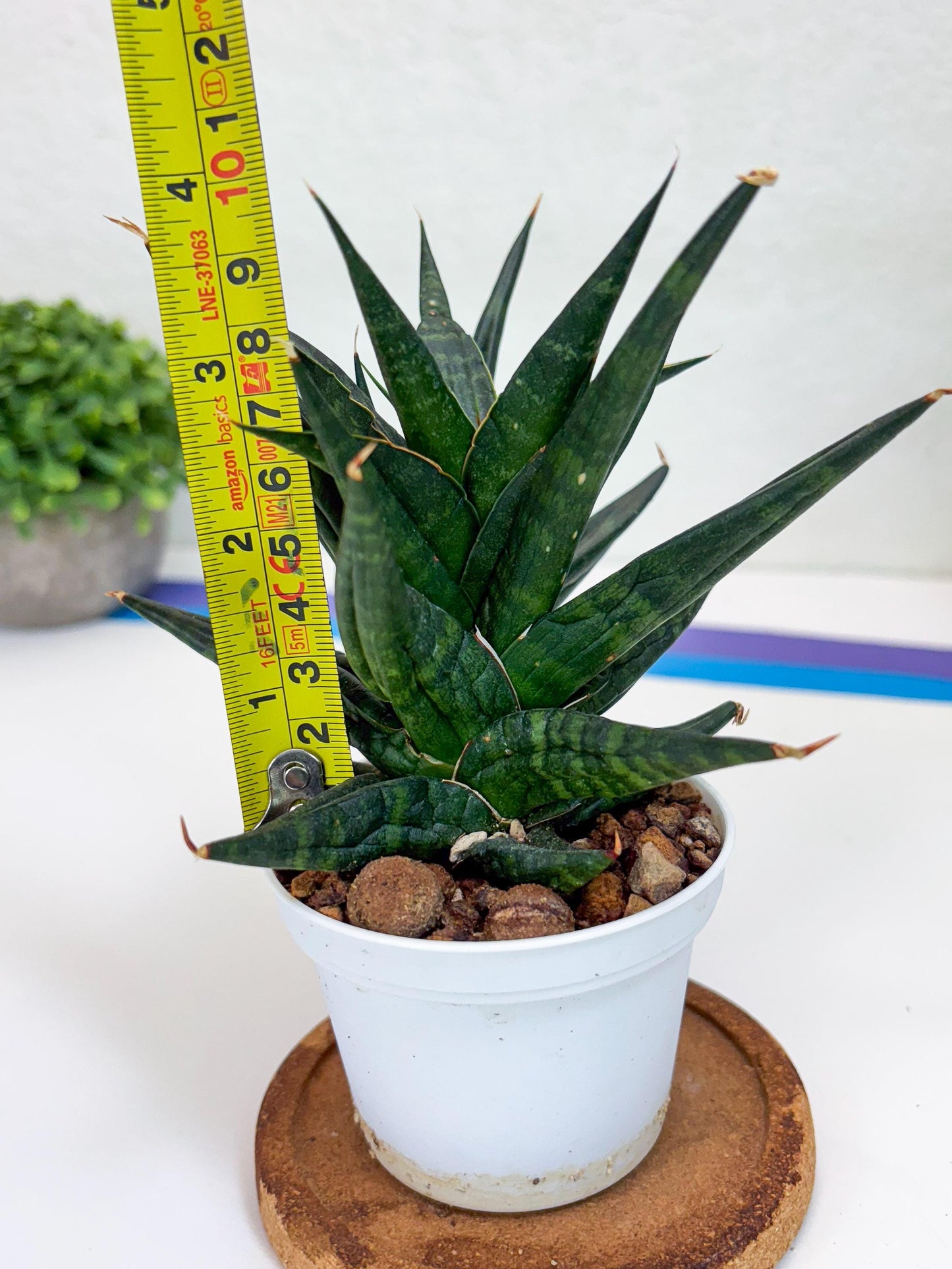 Sansevieria Blorong (#H4) | Rare Imported House Plants | Rare Snake Plant